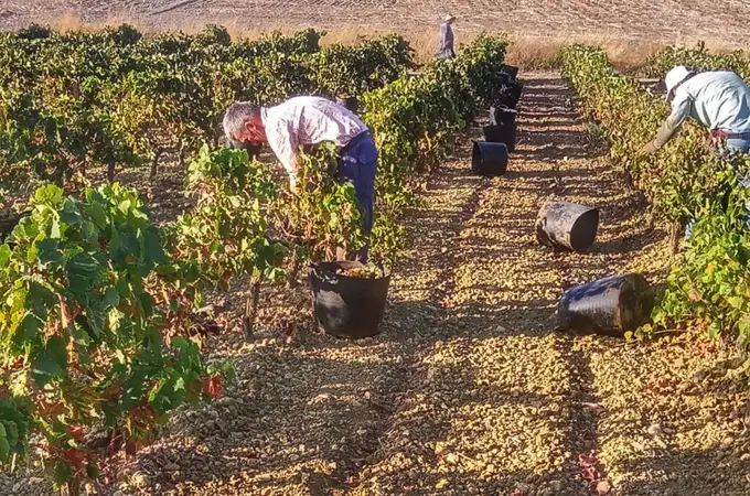 Jerez abre una campaña en la que se espera más uva y de mejor calidad