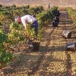 Jerez abre una campaña en la que se espera más uva y de mejor calidad
