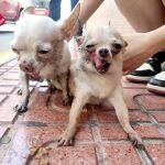 Rescatan a dos perros encontrados inconscientes en una vivienda incendiada en Torrevieja