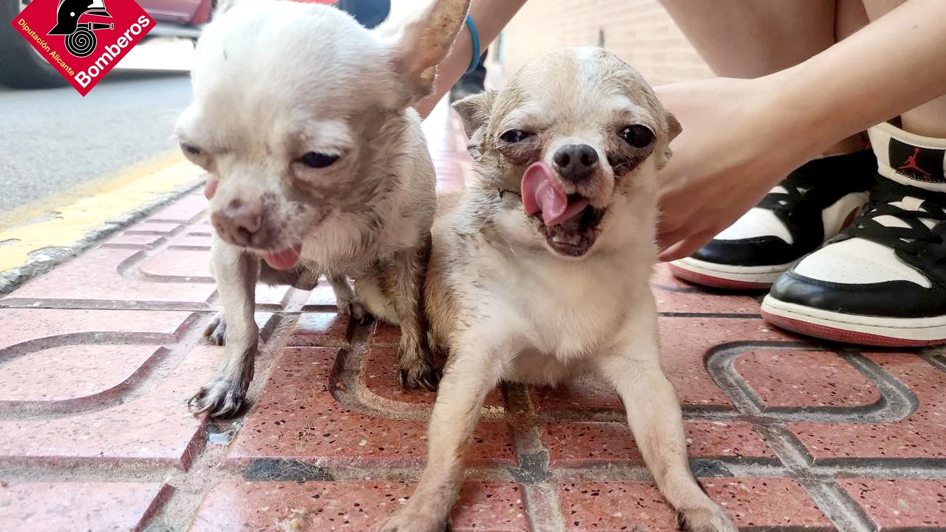 Rescatan a dos perros encontrados inconscientes en una vivienda incendiada en Torrevieja