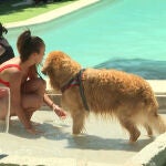 Vive Pet Resort, un lugar pensado para que dueños y perros puedan pasar un día juntos en la piscina y también para que las mascotas se diviertan con otros canes