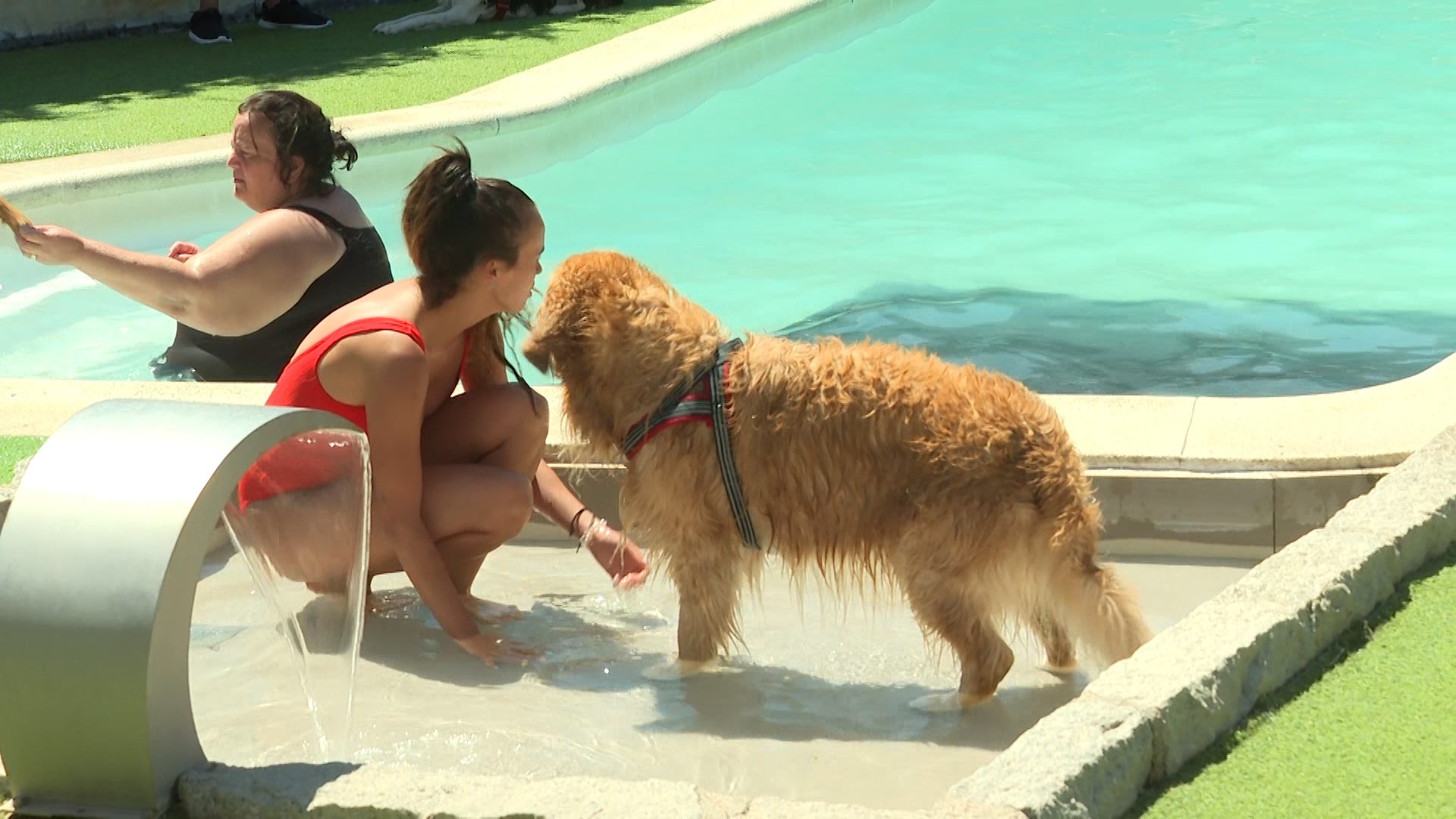 Vive Pet Resort, un lugar pensado para que dueños y perros puedan pasar un día juntos en la piscina y también para que las mascotas se diviertan con otros canes