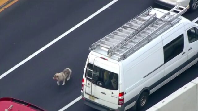 Un perro paraliza durante horas el tráfico de una autopista de Filadelfia en plena hora punta