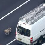 Un perro paraliza durante horas el tráfico de una autopista de Filadelfia en plena hora punta