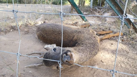 Una valla impide a los animales llegar al agua agonizando de calor