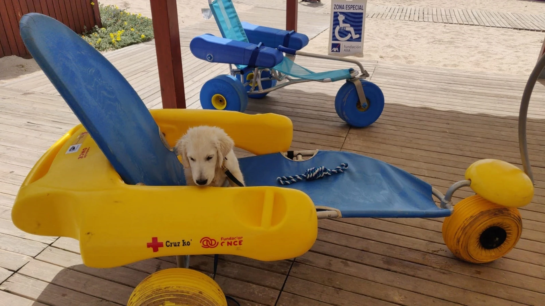 Esta playa contará con un perro socorrista entrenado desde cachorro