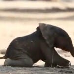 Un vídeo revela los primeros pasos de una cría de elefante solo una hora después de su nacimiento