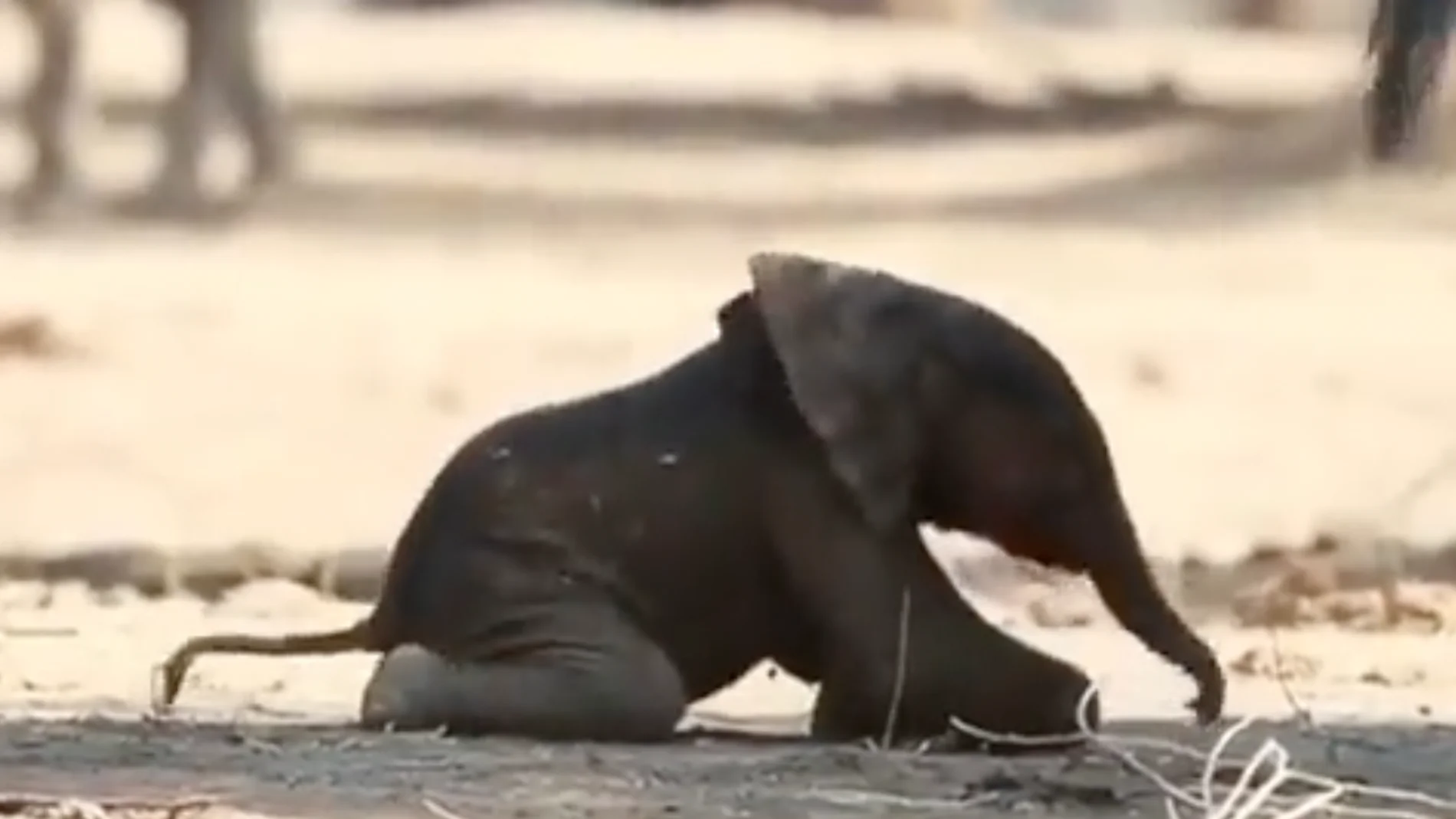 Un vídeo revela los primeros pasos de una cría de elefante solo una hora después de su nacimiento