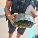 Decomisan una especie exótica de tortuga en la playa de la Malvarrosa