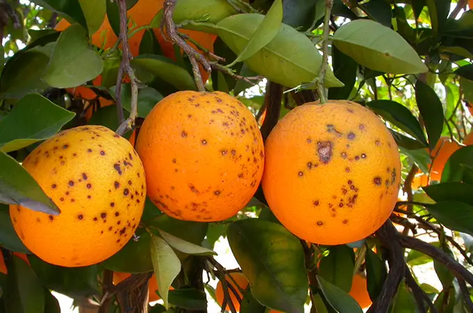 Naranjeros de Suráfrica tildan de 
