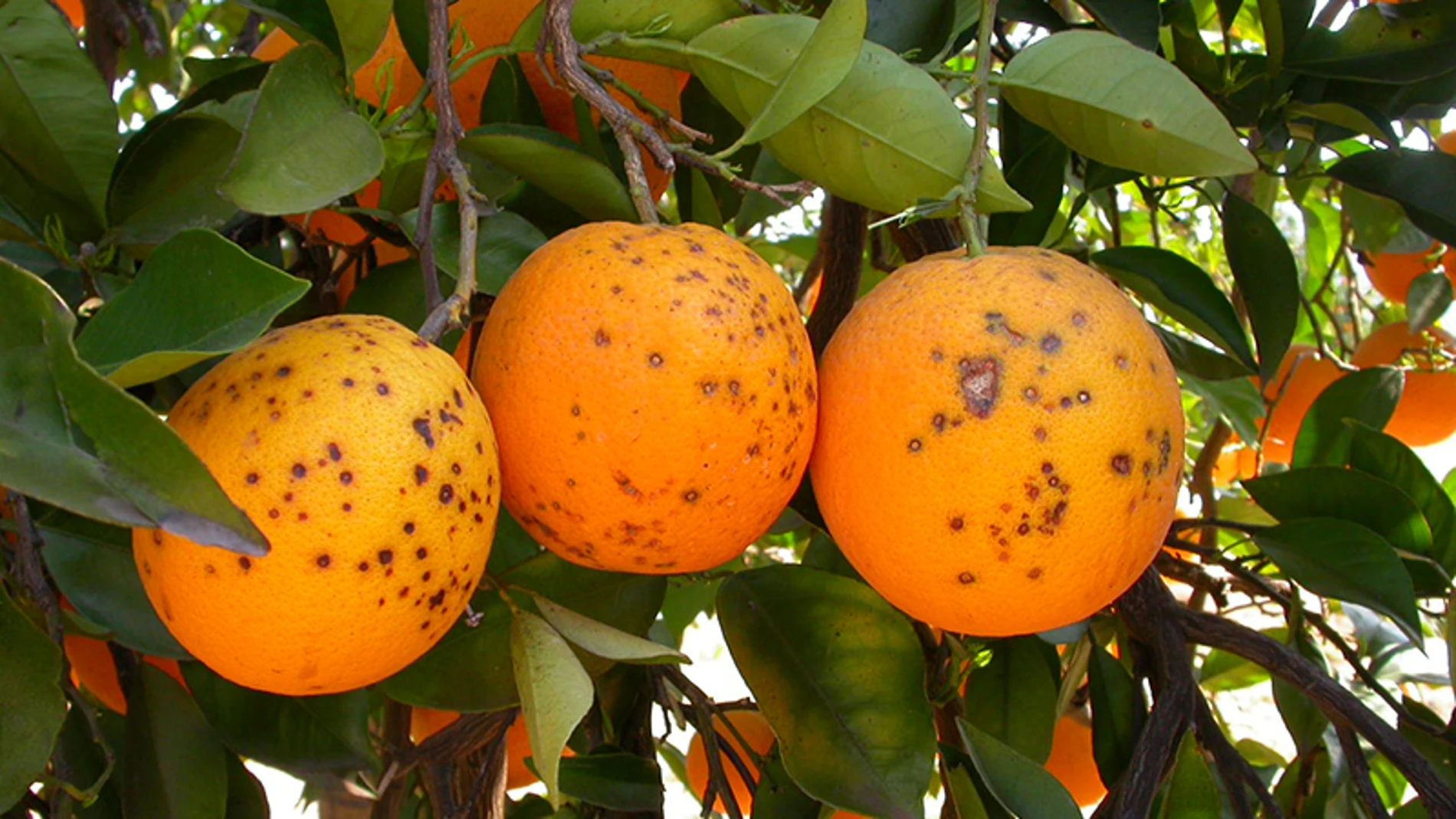 Naranjeros de Suráfrica tildan de "proteccionismo" las medidas fitosanitarias aplicadas a sus envíos infestados de plagas