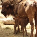 Nace una hembra de bisonte europeo en el Zoobotánico de Jerez