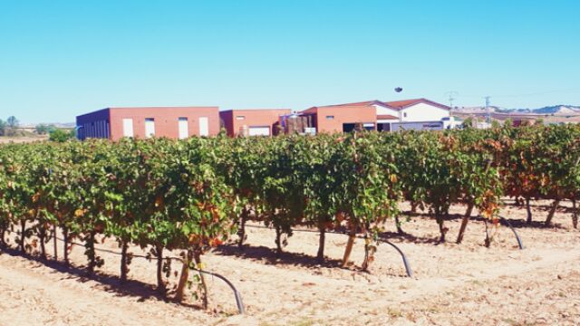 Ensayo en las bodegas de la Ribera de Duero