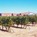 Ensayo en las bodegas de la Ribera de Duero