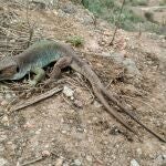 El Puerto de Cartagena alberga una especie única en el mundo de lagarto bético en la Isla de Escombreras