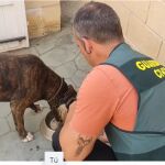 Un agente atiende a uno de los perros recuperados