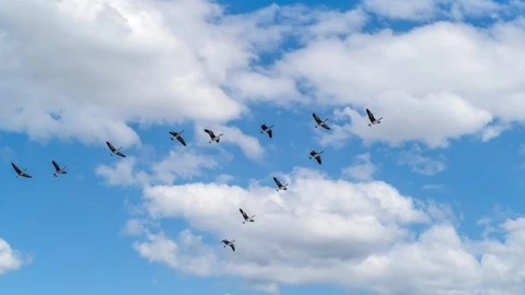 Aves volando en V