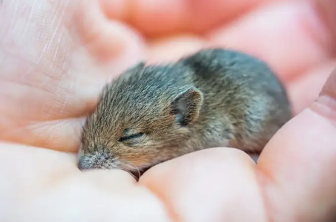 Los ratones podrían tener conciencia ¿Es el fin de la investigación con animales?
