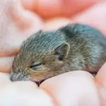 Cría de ratón durmiendo en la palma de una mano 