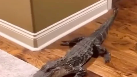 Inesperada visita de un caimán en una casa para refrescarse