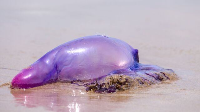 Carabela portuguesa de medusas (Physalia physalis) en la arena de la playa.