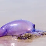 Carabela portuguesa de medusas (Physalia physalis) en la arena de la playa.