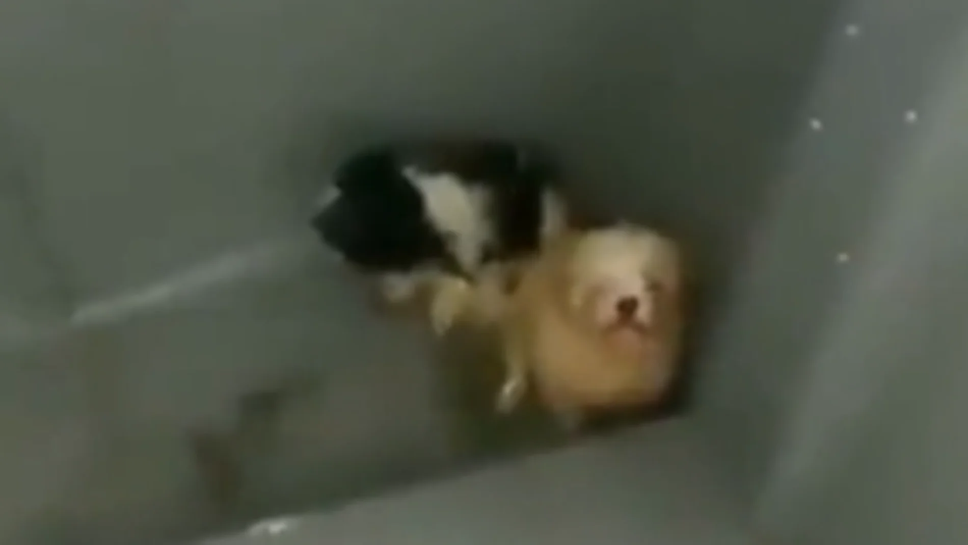 Tiran dos perros vivos dentro de un contenedor de basura en Santa Cruz de Tenerife en plena ola de calor
