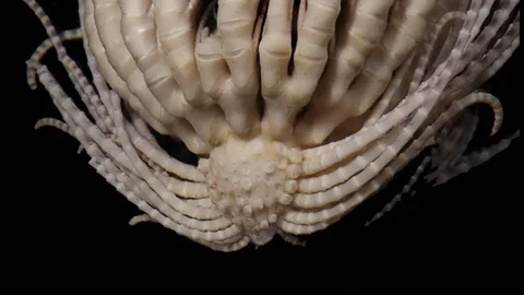 "Alienígenas" en el fondo marino