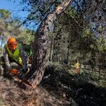 Cae un 84,5% la superficie afectada por los incendios forestales en la Región de Murcia
