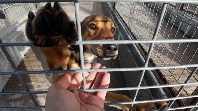 El Albergue Canino Municipal de Ponferrada gestiona una quincena de adopciones al mes
