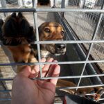 El Albergue Canino Municipal de Ponferrada gestiona una quincena de adopciones al mes