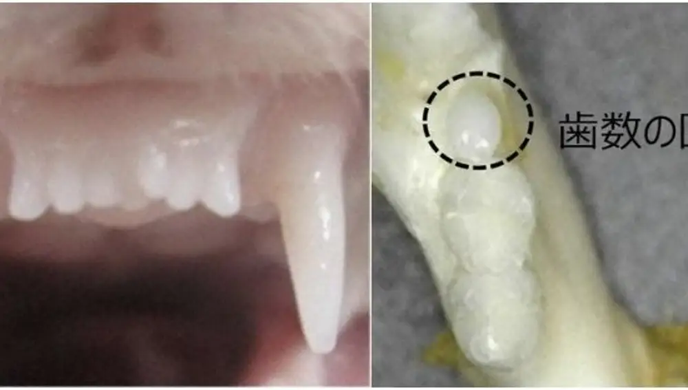 A la izquierda, dientes delanteros de un hurón tratado con el medicamento. A la derecha, un nuevo diente crece en un ratón