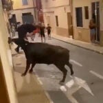Joven ingresado tras enfrentar cuatro cornadas en un encierro (Bous al carrer) en Alicante