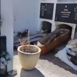 Nichos profanados y ataúdes esparcidos en un saqueo al cementerio de Bufali (Valencia)