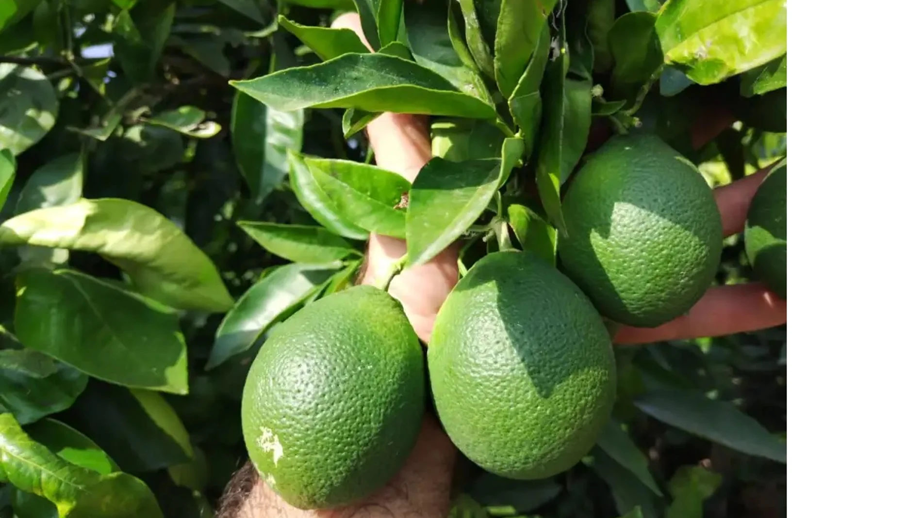 Naranjas ovaladas