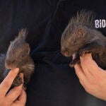 La pequeña pareja de puercoespín nacida en Bioparc Valencia