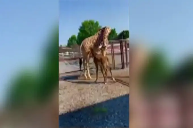 Nace una jirafa sin sus características manchas en un zoo de Estados Unidos