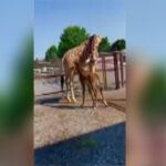 Nace una jirafa sin sus características manchas en un zoo de Estados Unidos