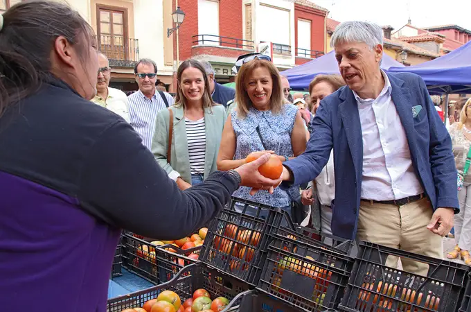 Mansilla de las Mulas (León) mantiene este año los 300.000 kilos de producción de tomate “con mucho sabor”
