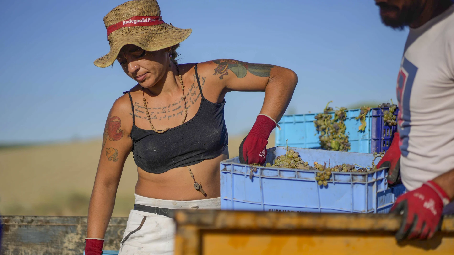 En la imagen, una jornalera descarga la uva de uno de los camiones para secarla al sol.