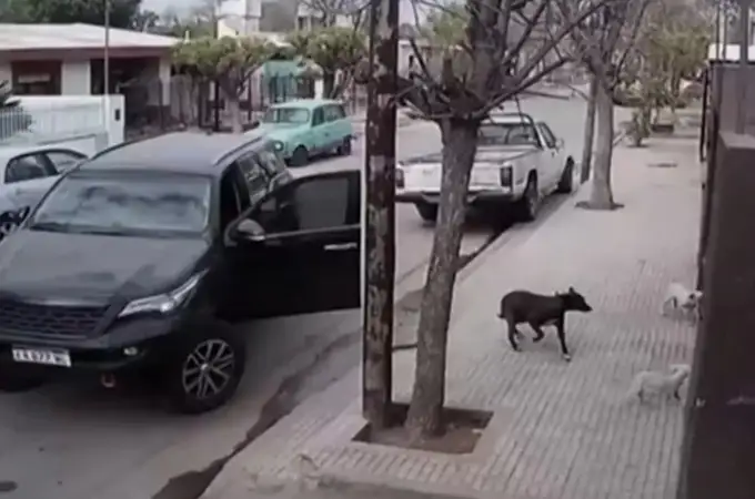 El impactante vídeo de un perro conduciendo una camioneta que termina chocando contra una casa
