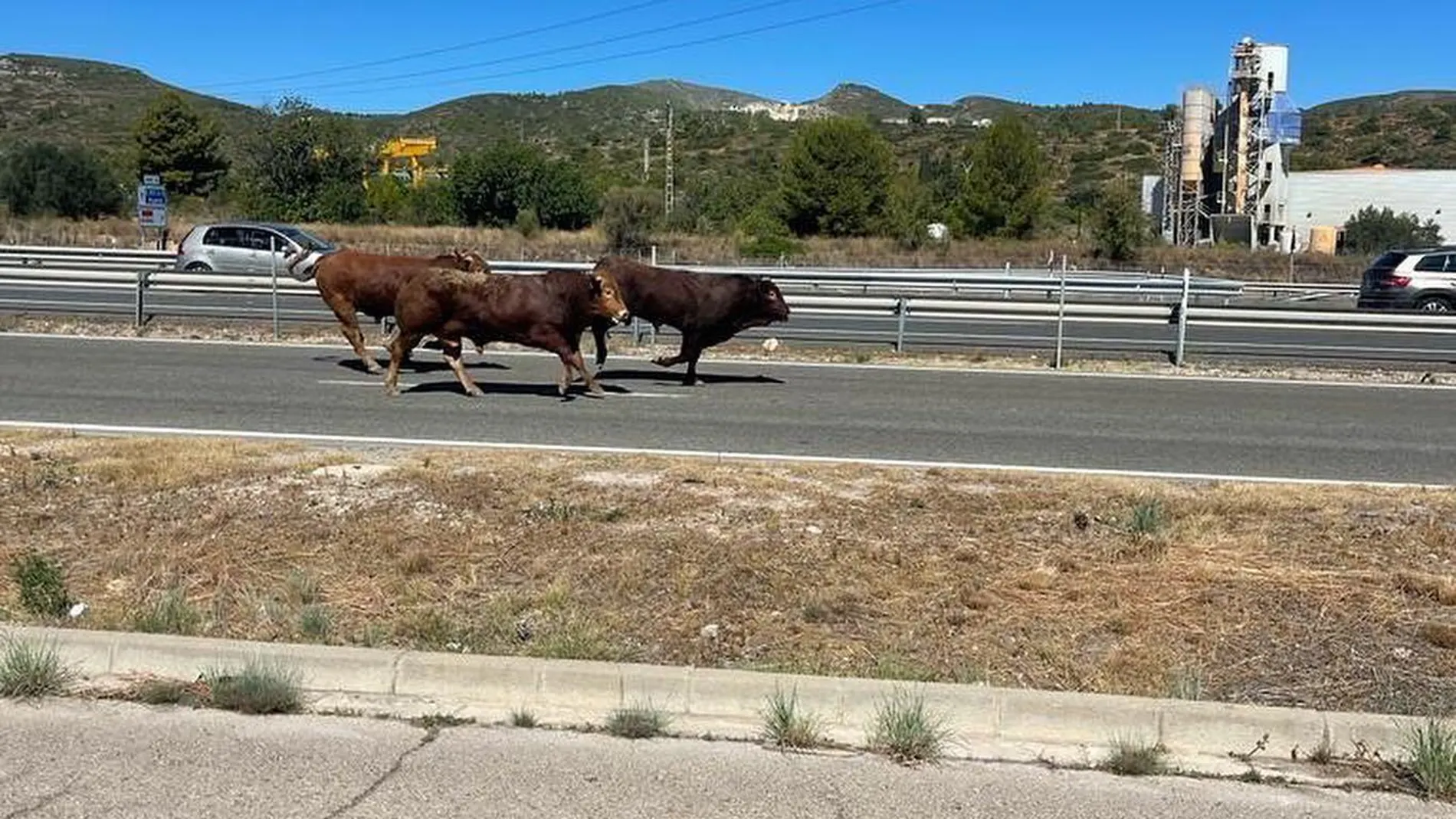 Estampida en la autovía al volcar un camión con 44 toros