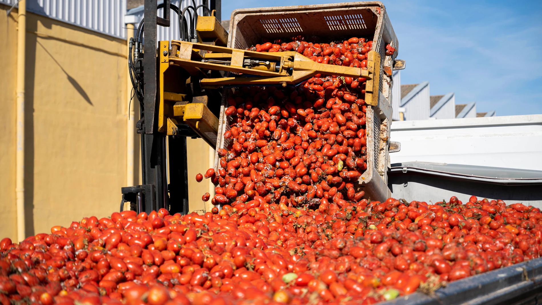 GRAFCVA5324. LA LLOSA (CASTELLÓN), 29/08/2023.-Operarios cargan en camiones los 120.000 kilos de tomate que este miércoles servirán como "munición" festiva en la Tomatina de Buñol (Valencia)EFE/ Andreu Esteban 