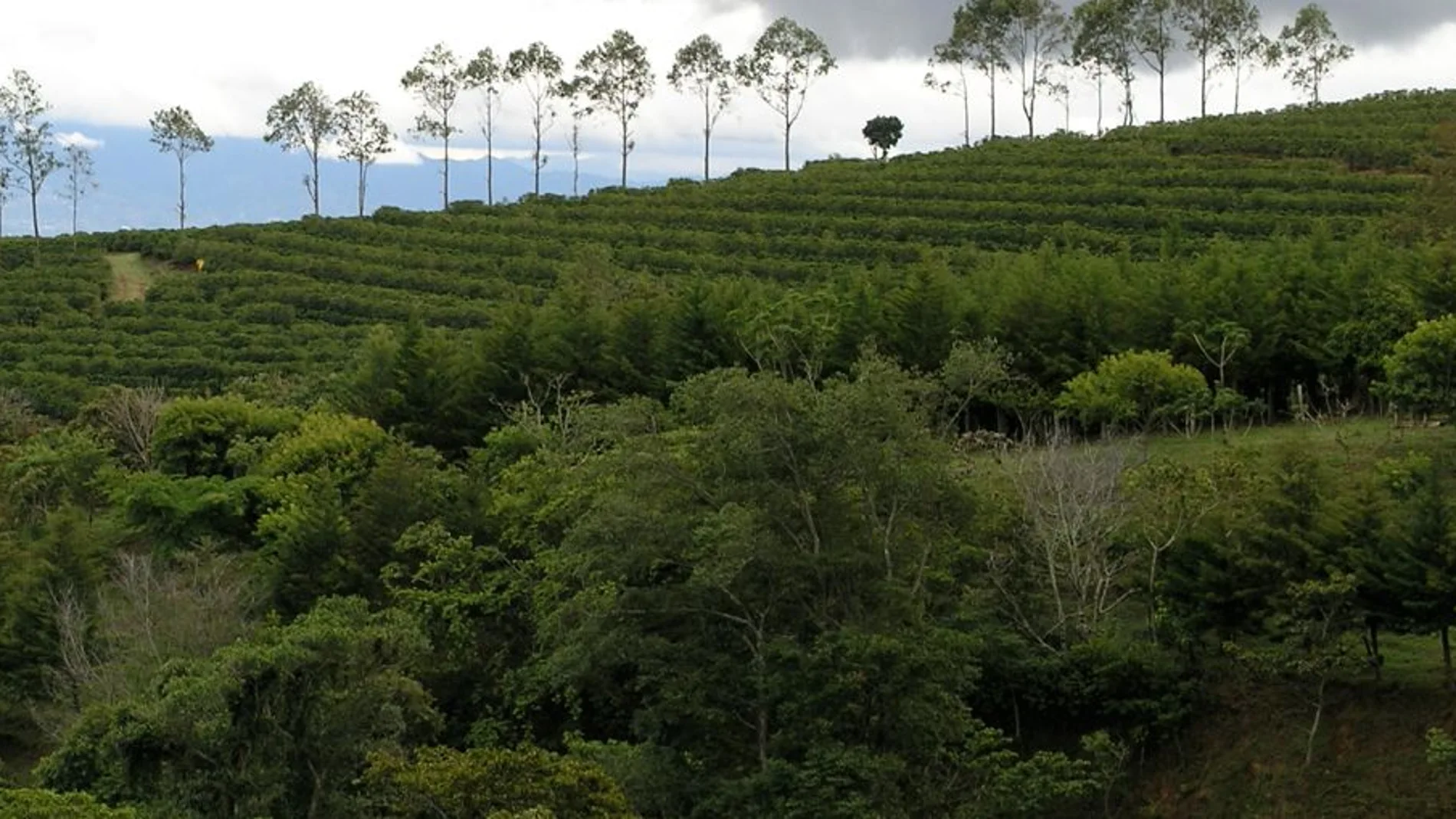 Plantaciones de café