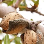 La previsión es obtener un 50 por ciento de producción de almendra