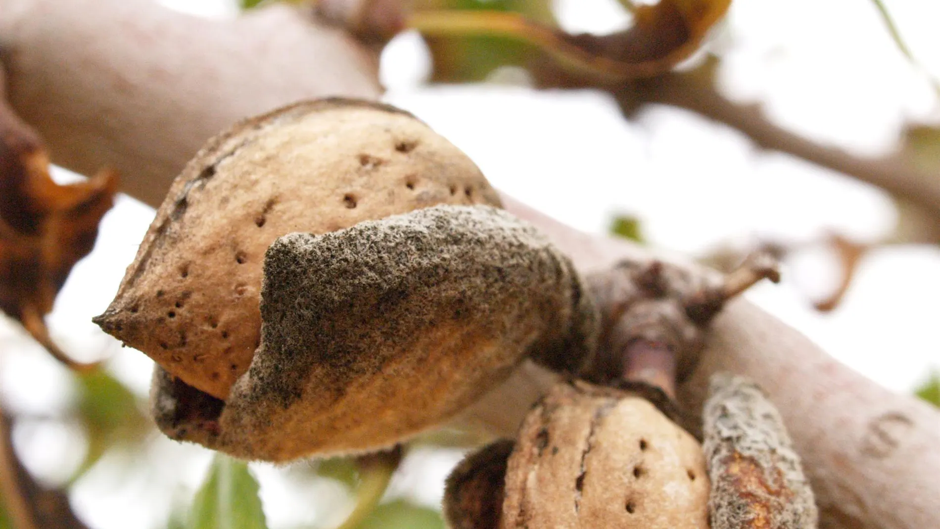 La previsión es obtener un 50 por ciento de producción de almendra