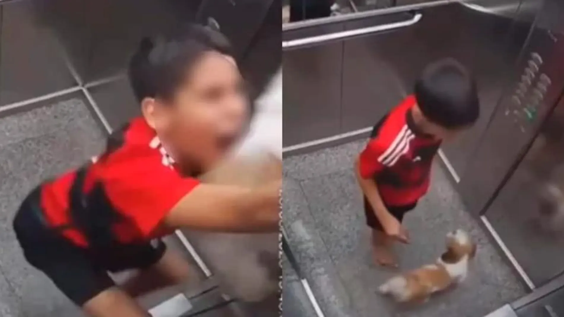 Vídeo: Un niño de 11 años salva a su perrita de morir estrangulada en un ascensor
