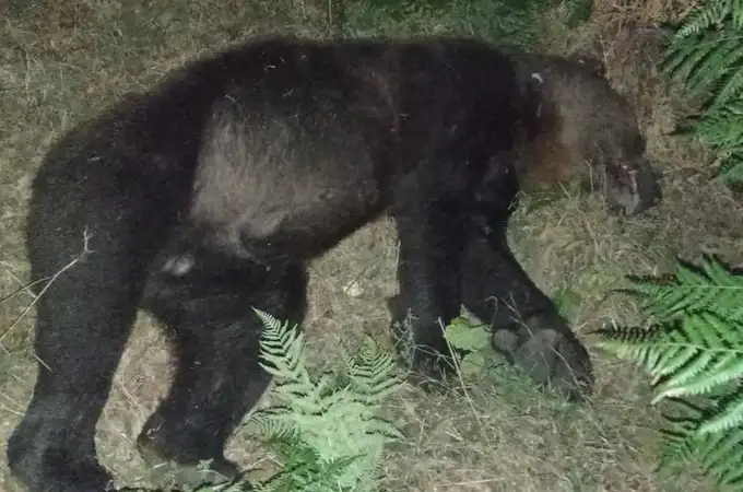 Muere un oso adulto en un trágico accidente de tráfico en Degaña (Asturias)