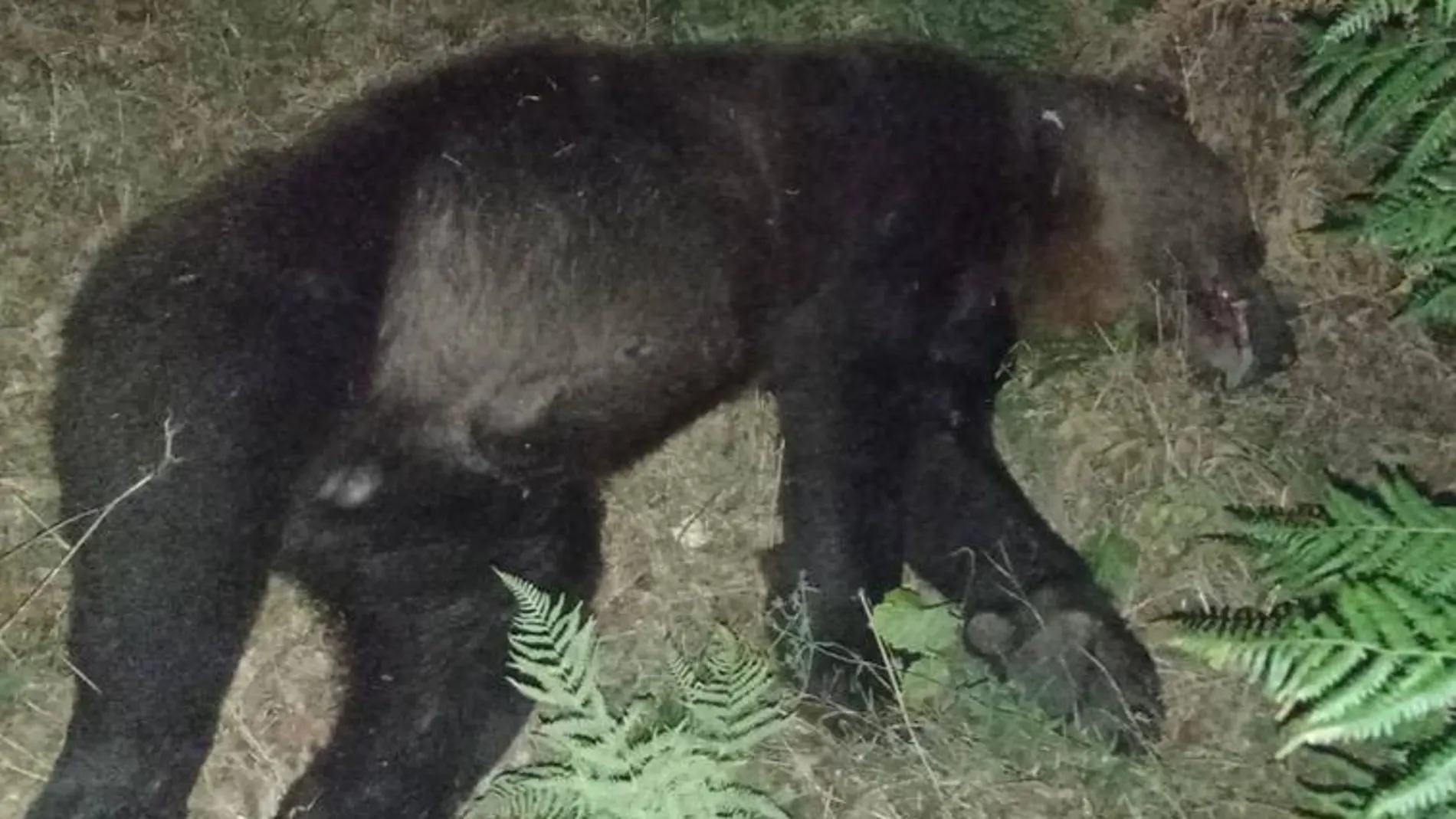 Muere un oso adulto en un trágico accidente de tráfico en Degaña (Asturias)