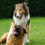 Dos perros jugando sobre hierba